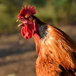 Biohof Zum Grünen Baum