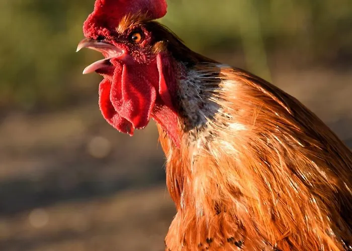 Biohof Zum Gruenen Baum