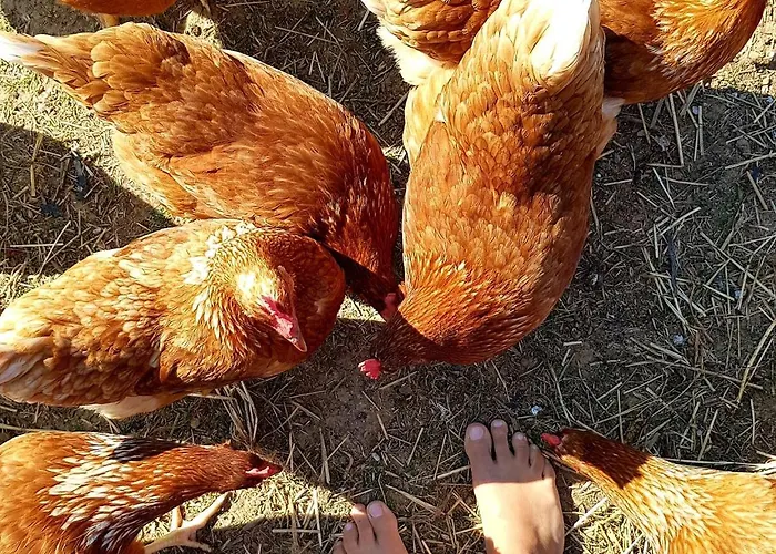 Apartmán Biohof Zum Gruenen Baum *