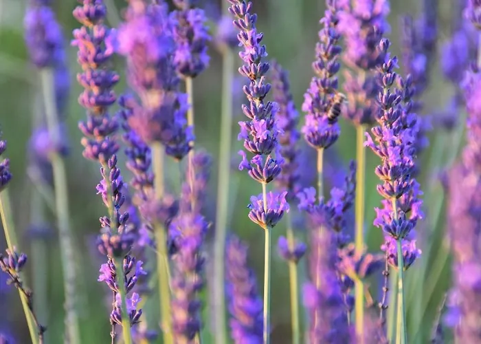 Apartmán Biohof Zum Gruenen Baum Porrau