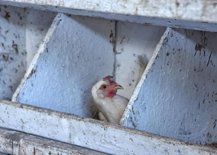 Apartmán Biohof Zum Gruenen Baum Porrau