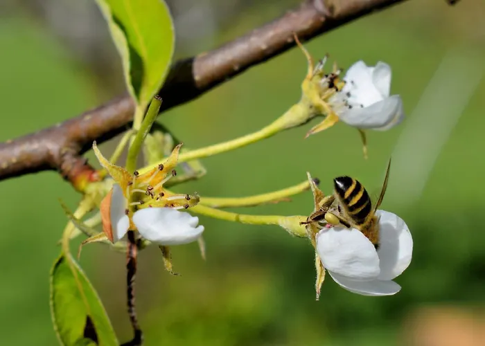 Apartmán Biohof Zum Gruenen Baum